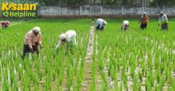 बाजार की तस्वीर मक्का के लिए हल्की बनी हुई है - भारतीय किसानों के लिए कोई राहत नहीं